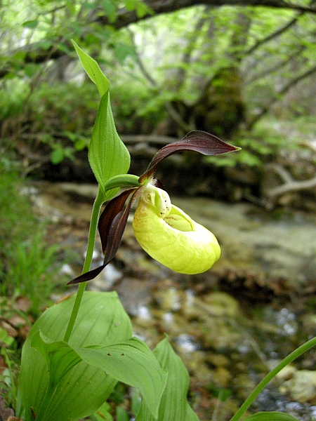 Cypripedium calceolus / Scarpetta di Venere